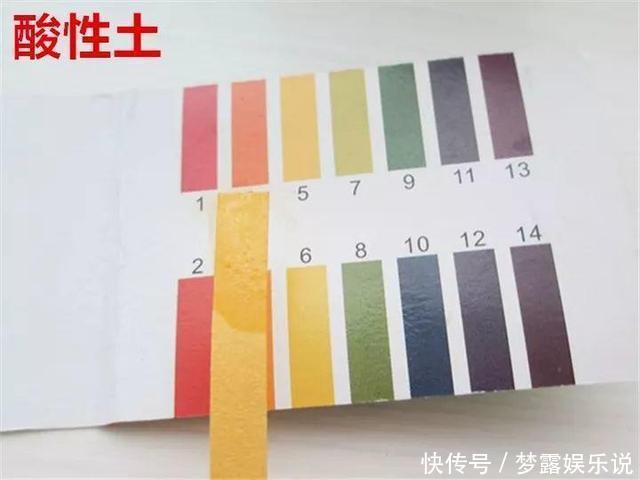 土里拌点它,轻松变成酸性土,养花不黄叶!