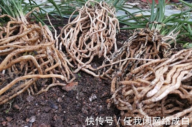 新栽的兰花什么时候浇水当时就浇和隔几天再浇，其实都不完全对