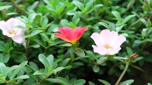 乌梅|肠道“推粪机”公布了，并不是香蕉，便秘时吃点，排出宿便更健康