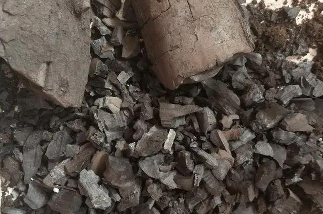 君子兰的土里掺点“它”,10年不烂根,越长越壮实