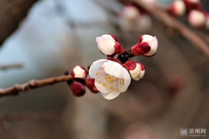 中年|无棣大齐村：杏花绽放暖大寒