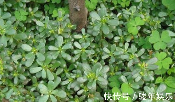 清热解毒|农村不用花钱的野菜,营养高能治病,老少皆宜,却被人们当杂草