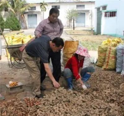 农村山上一种“黄金”农村人都不吃,城里人稀罕的很