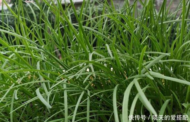 饮料瓶|谁说养花一定要用花盆,空酒瓶、饮料瓶、罐头瓶秒变养花神器!