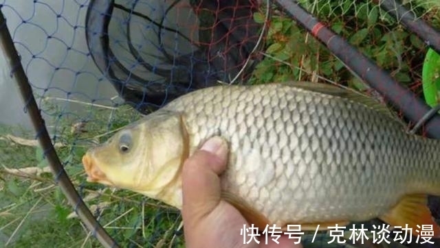 野钓|不是鲤鱼不咬钩,只是多数人没试过这钓法,莫泄露,现在用最合适