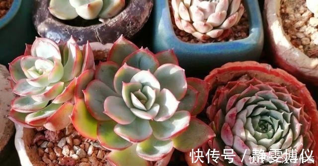 多肉|冬天多肉看起来无精打采浇水时注意5点,棵棵精神饱满