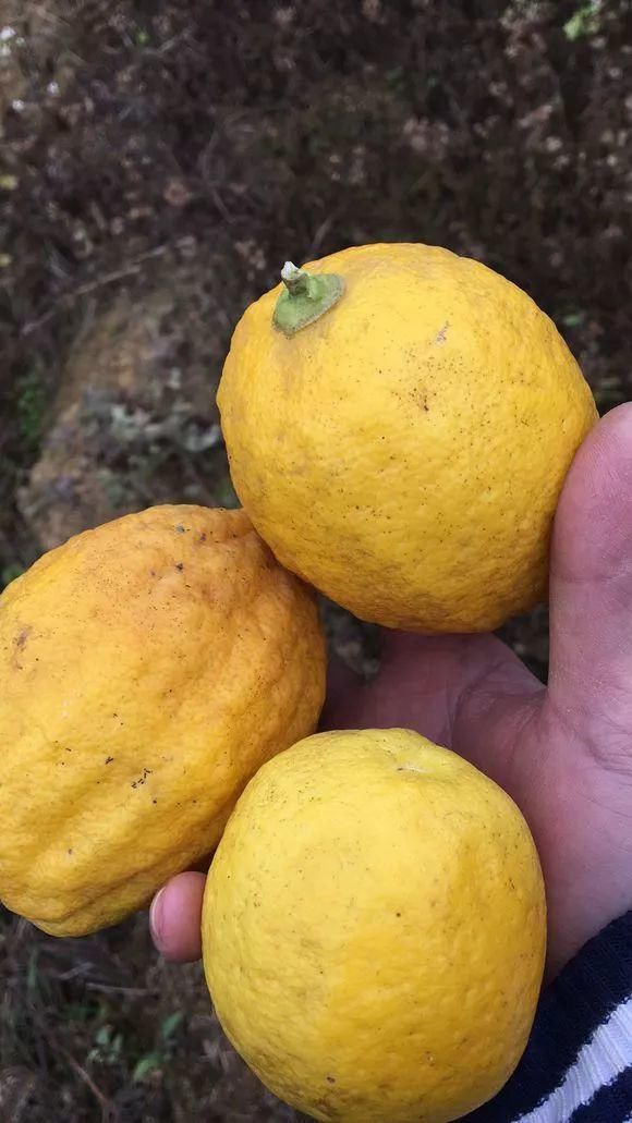 根系生长|6种花爱“喝酒吃醋”,半月来1勺,叶片浓绿滴油,狂开花!