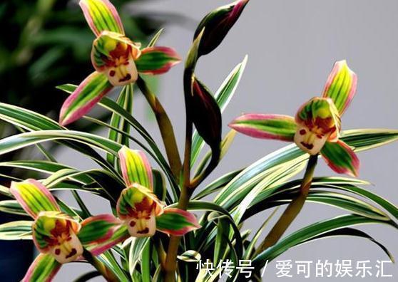 阳台养花选这种兰花,花开之后香气浓郁,好养好打