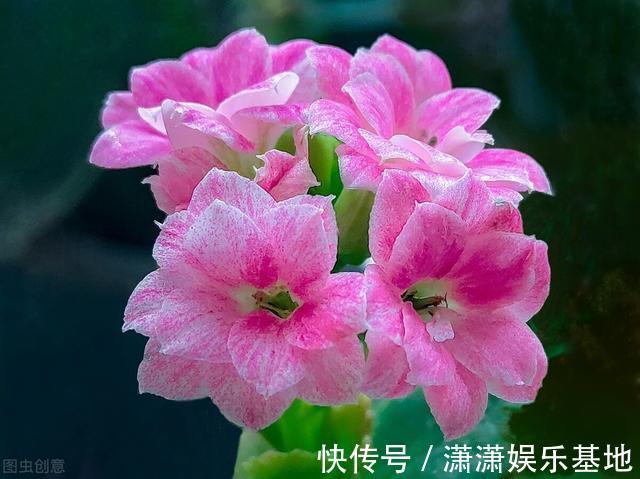 复合肥|天气转暖，建议少买4种花，观花时间短不说，还难度夏