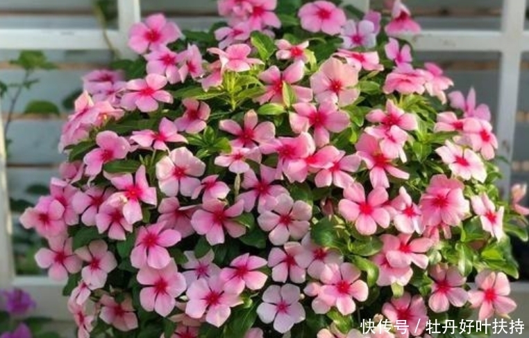 家有院子,一定要养“3种花”,开花硕大香味浓!