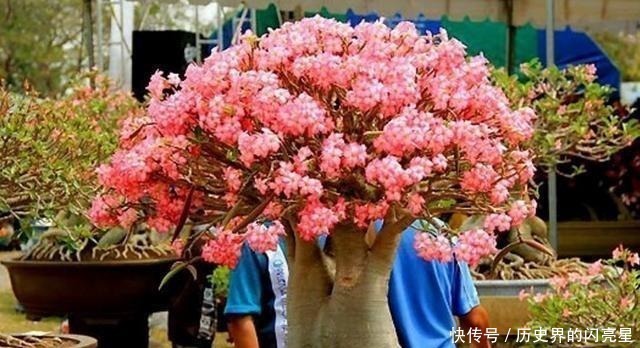 此花俗称 最美盆栽花卉 再贵也要种2棵 一年开6次 沾土就活 粉紫色