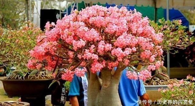 此花俗称 最美盆栽花卉 再贵也要种2棵 一年开6次 沾土就活 粉紫色 此花俗称 最美盆栽花卉 再贵也要种2棵 一年开6次 沾土就活 粉紫色