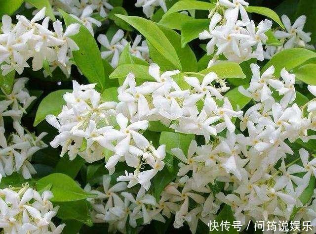 茉莉|风车茉莉开花又香又美,养护注意几点,花朵能连开大半年