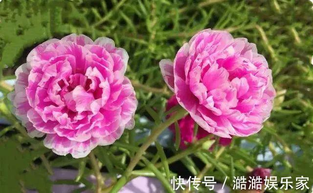 养花杀手养啥养不活这些花寓意好、皮实好养活,附养花技巧!