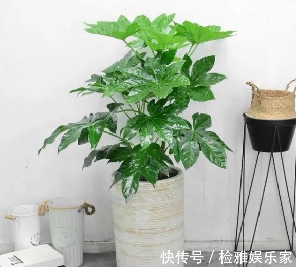 招财|8种招财植物,家里有一盆财源滚滚来,你都清楚嘛