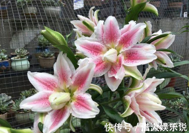 阳台|养花就养这几款，轻松长到大缸装不下，阳台变花园，太美了！