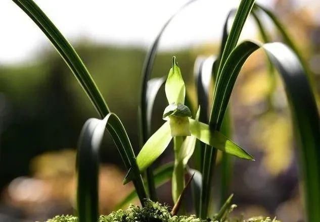 二氢钾|养好兰花的口诀,书本上学不到的经验,喜欢就收藏吧