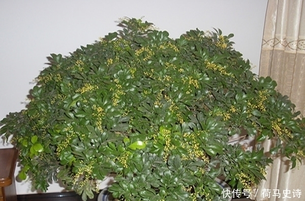 浇水|这种植物,有兰花的香气,树的气质,还比兰花好养,一开就半年!