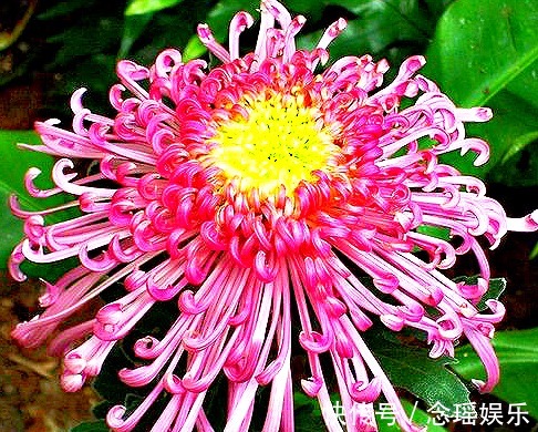 此菊,花开“大如斗篷”,属“菊中珍品”,幽香袭人,绚丽多姿!