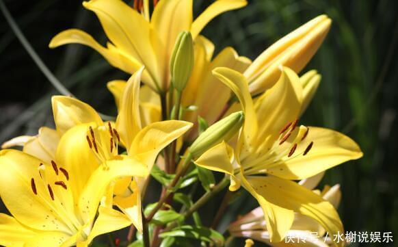 百合|家中养盆“黄百合”花语财富与高贵,花美色艳,养上一盆值了