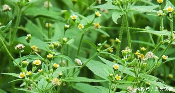 农民|农村一种野草，农民把它当杂草，城里人把它当花卉，还可当菜吃