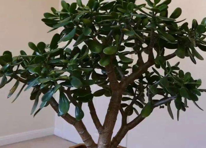 多肉玉树难养教你3个换盆妙招,养出枝叶繁茂、清新脱俗的玉树