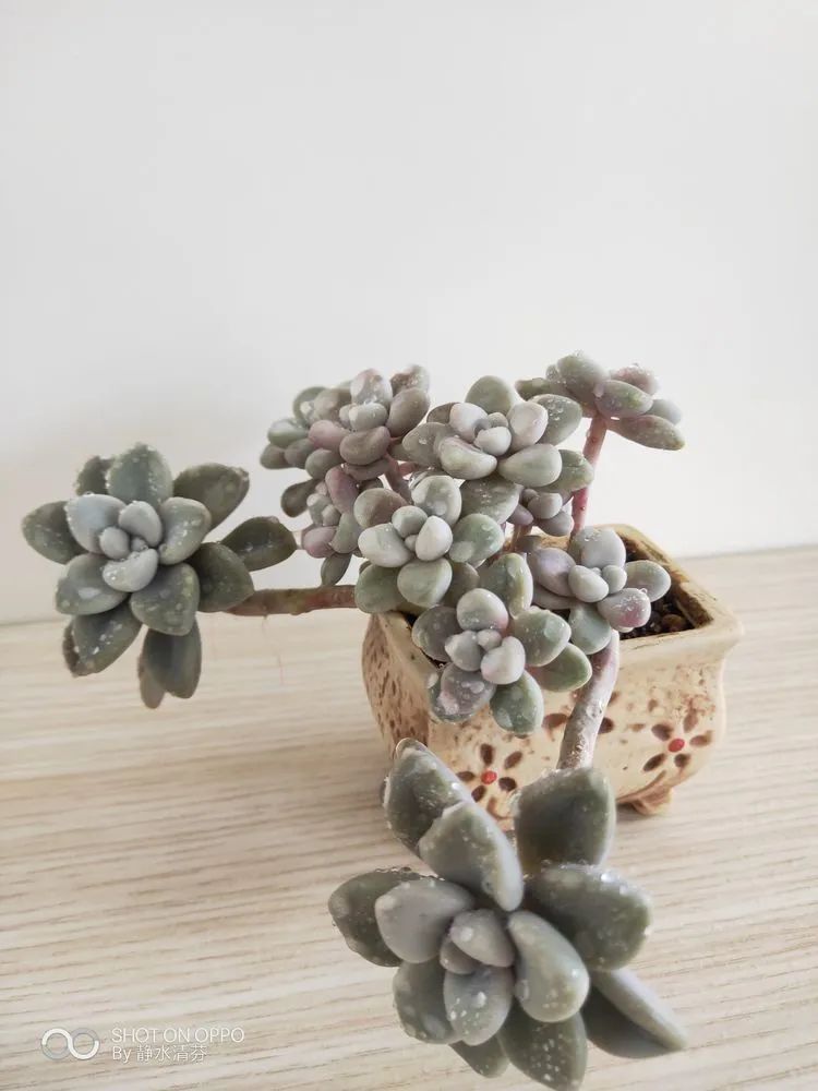状态一般的多肉们,在我这儿已经是最美的存在了!