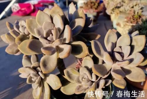 老桩|多肉冬美人特好养，掰一枝插小盆里胖乎乎很可爱，插大盆里则能轻松爆盆