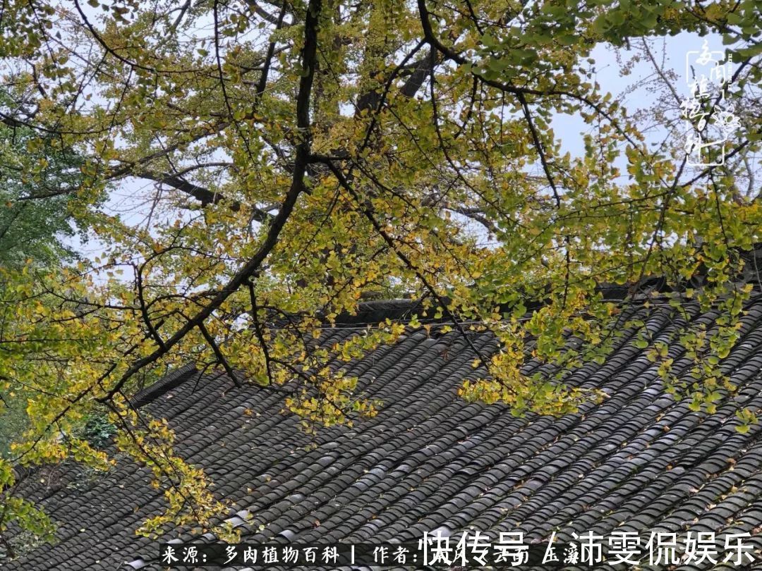 深秋里,种多肉、赏多肉、会肉友,马不停蹄快乐多!