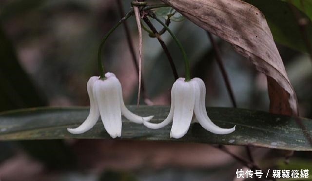 藤本皇后|若在山里遇见它，请别犹豫，马上移栽家中，值得你这么做！