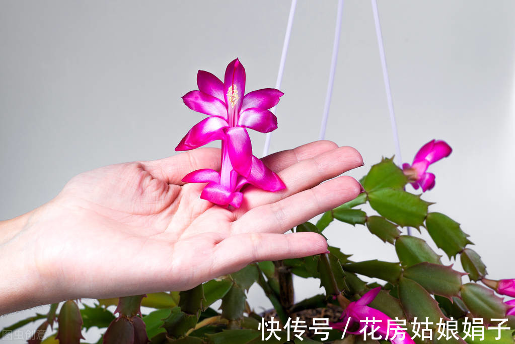 蟹爪兰|“馋嘴”的蟹爪兰，就喜欢2种酸，浇1点蹭蹭长，花期早开花多