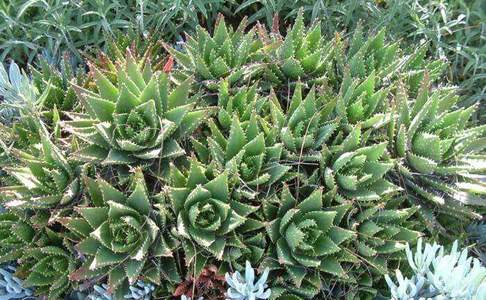 不夜城芦荟好养，易繁殖，为什么轮到自己养却徒长又干瘪