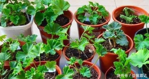 养花|不敢尝试扦插？捏准“7个要点”，养花省钱、还能拥有更多