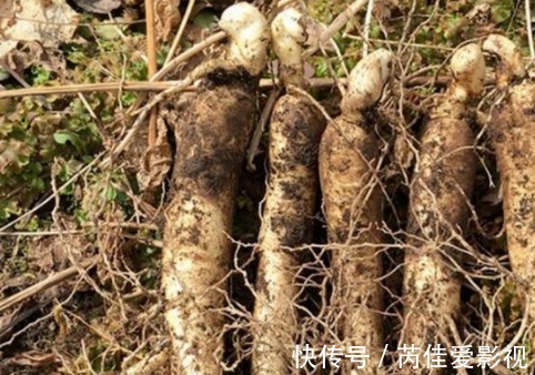 小边|农村一种野菜“萝卜根”,含有丰富的蛋白质、脂肪酸,价值很珍贵