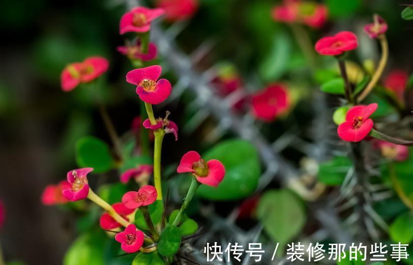 优秀的室内盆栽植物虎刺梅,应该怎么养才能花繁叶茂呢