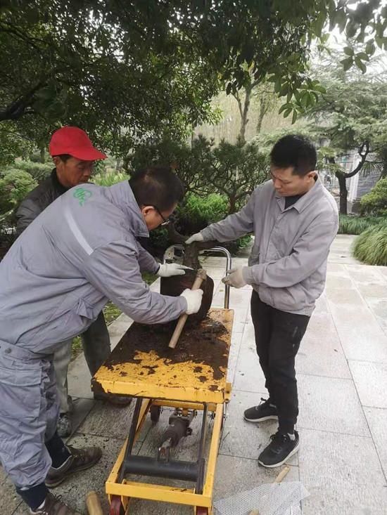 春意盎然，盆景乔迁新居