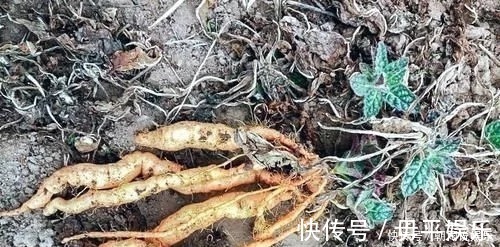 野草|农村一野草,人称“蜜罐”,根价值不输人参,长在路边少人识