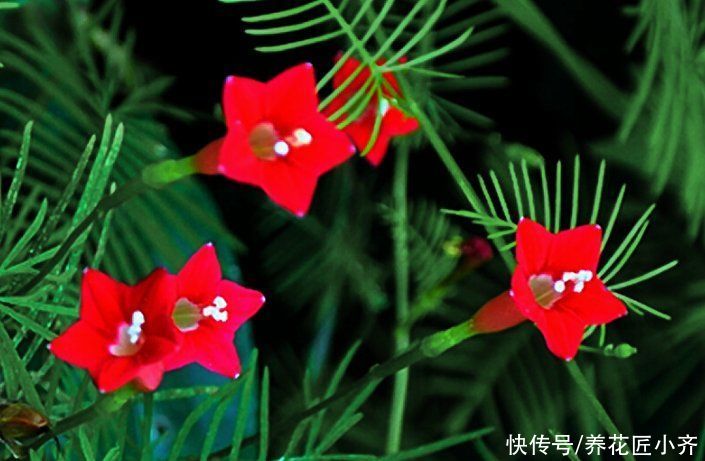 通风度|5种可以四季开花的植物，开花很美，花量很大，单朵花却只开一天