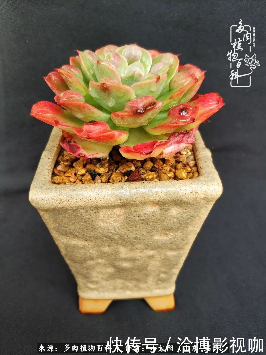 小苗|脱坑一年,最后发现自己生活里始终离不开多肉!