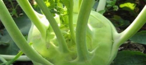  排毒|女性爱美，常吃的食物，延缓衰老，排毒养颜，预防子宫早衰