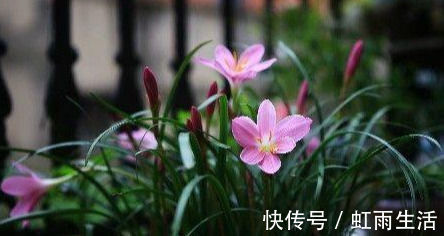 此花卉漂亮,美如莲花,花期长花量大,最好养,懒人新手盆栽佳品