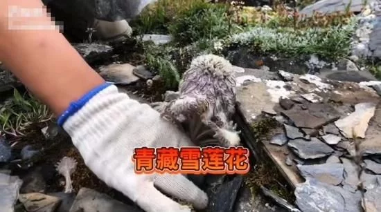 一主播疑在青海采摘瀕危植物“水母雪兔子”相關部門已介入