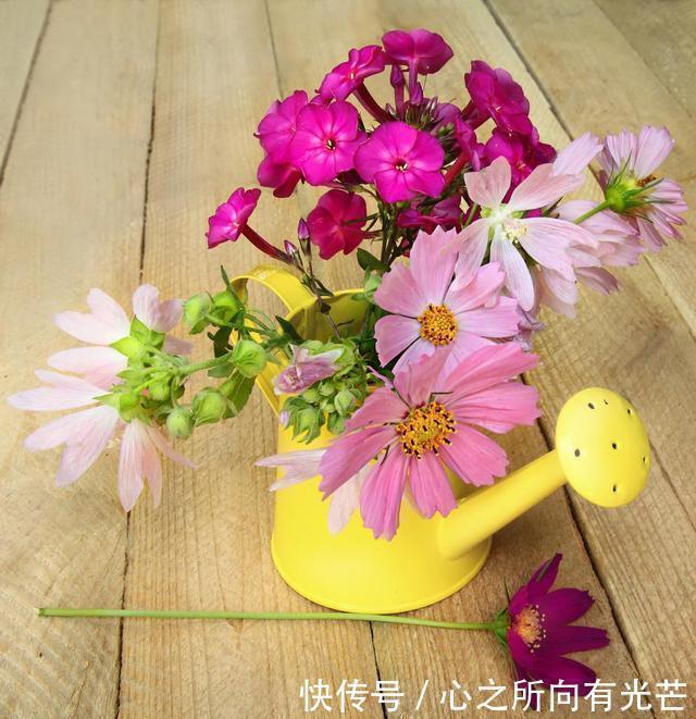 养花就养这 4种 春夏秋冬都开花 关键是太好养 适合新手 粉紫色 养花就养这 4种 春夏秋冬都开花 关键是太好养 适合新手 粉紫色