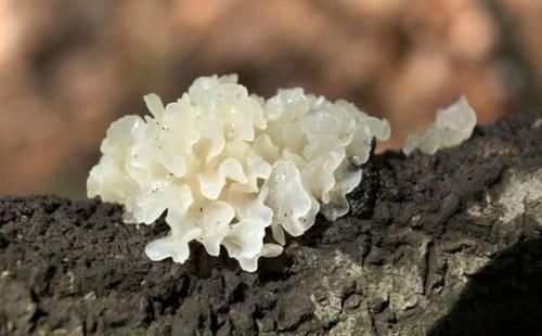 结节在肺部“潜伏”时,或有三个表现,发现一个,及时去查一下