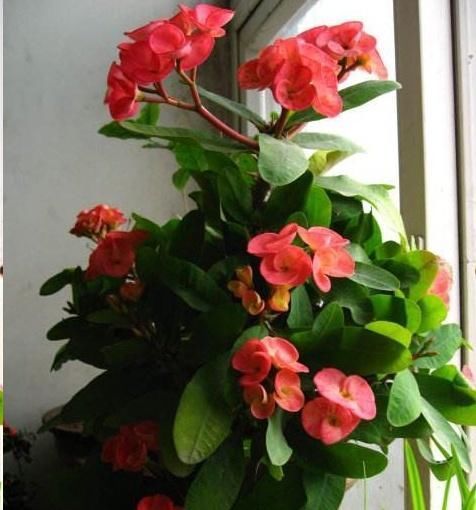 这10种花超级怕冷,再不搬进屋,小心只剩下盆了