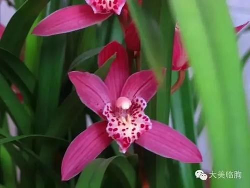 看看小编的兰花