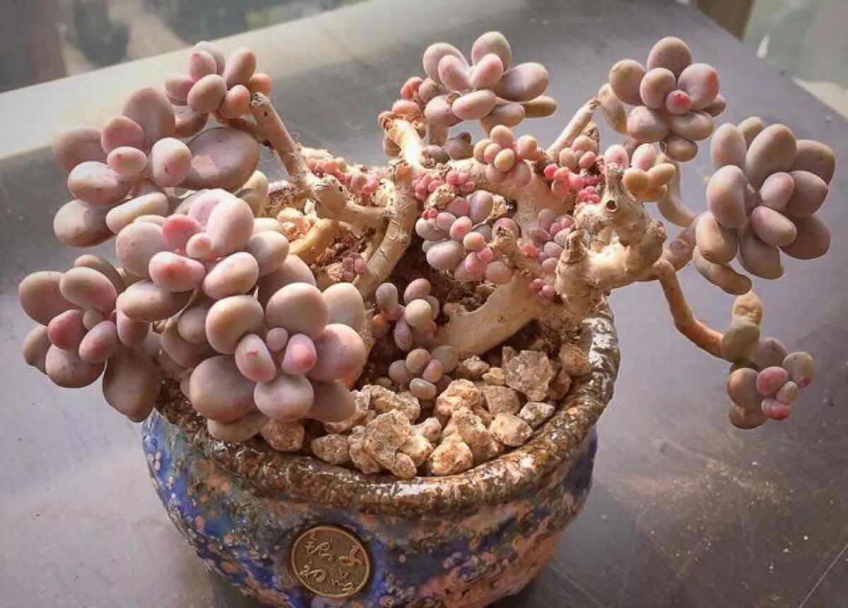 桃蛋,不要拿桃美人冒充,它不配和做姐妹,你知道区别在哪嘛