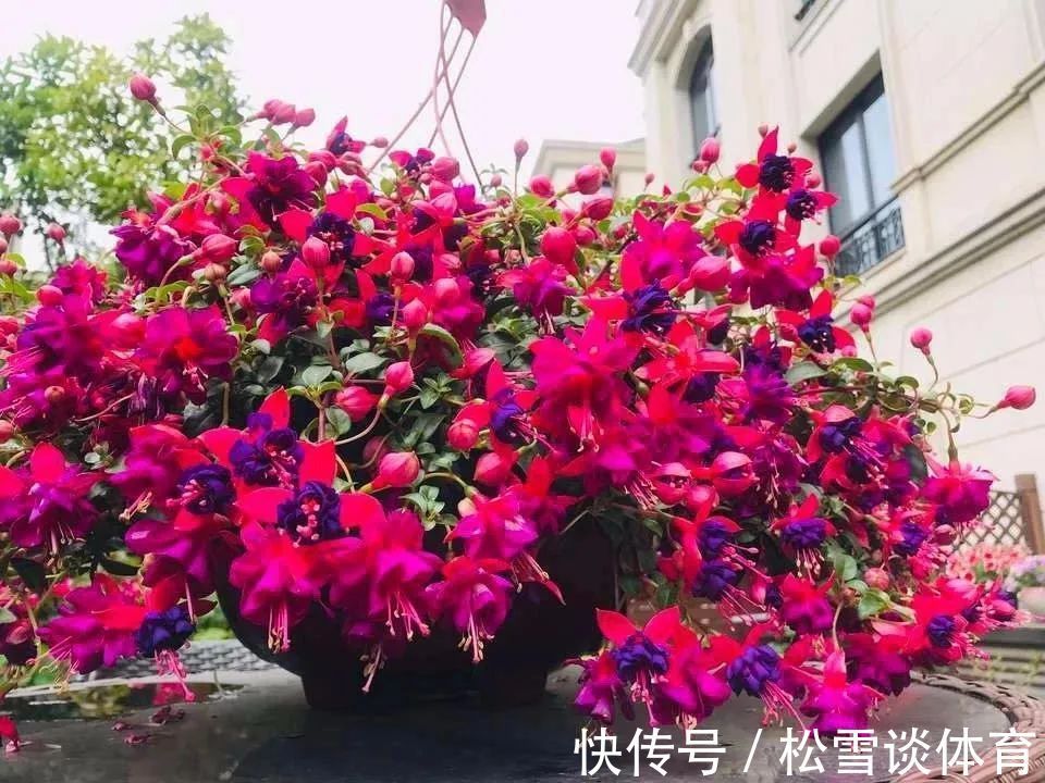 光照|五种公认不好养的花,养一盆死一盆,新手要慎养,小心白花钱!