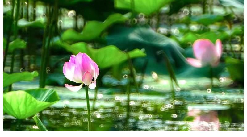 荷花|小暑至 盛夏始