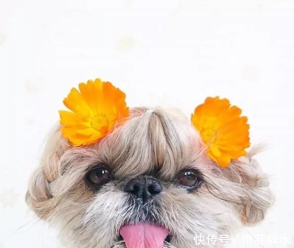 太可怕了,我的发型还没有一条狗好看!